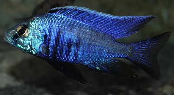 copadichromis azureus 6-7cm