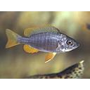 copadichromis borley 6-7cm