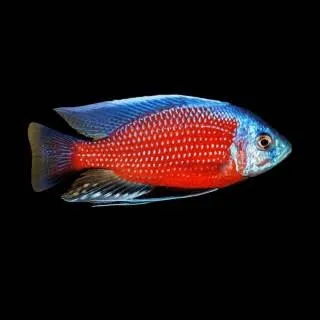 copadichromis borley 6-7cm