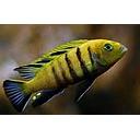 cynotilapia afra lions cove sanga 6-6.5cm