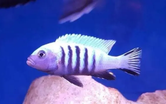 cynotilapia afra white top 4.5-5cm