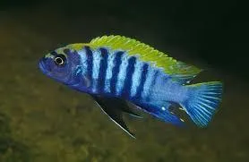 cynotilapia afra yellow dorsal 4.5-5cm