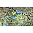 cyprichromis leptosoma utinta fluo 4.5-5cm