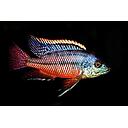 cyrtocara boadzulu 5-7cm