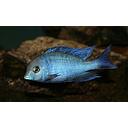 cyrtocara moorii 5cm