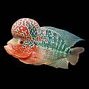 flowerhorn pearl 12cm