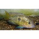 Geophagus rhabdotus 3-5cm