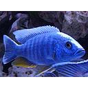 haplochromis ahli 5-5.5cm