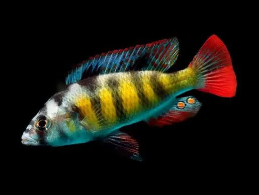 haplochromis obliquidens zebra 4.5-5cm