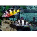 haplochromis obliquidens zebra 4.5-5cm