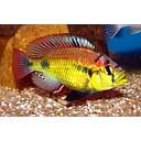 haplochromis yellow belly 4-5cm