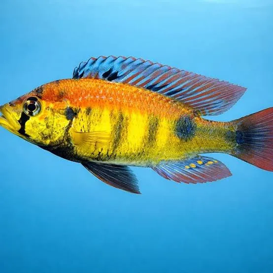 haplochromis yellow belly 4-5cm