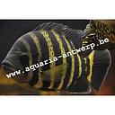 herotilapia buttikoferi 6cm