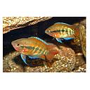 herotilapia multispinosa 4-5cm