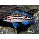 julidochromis dickfeldi 4-4.5cm