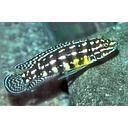 julidochromis marlieri 4-5cm