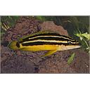 julidochromis ornatus 5-6cm