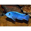 labeotropheus trewasae marmelade 6-7cm