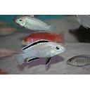 labidochromis caeruleus white 3-3.5cm