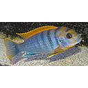 labidochromis hongi 6-6.5cm