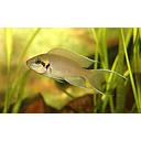 lamprologus brichardi 2.5-2.8cm