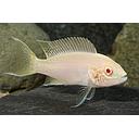 lamprologus brichardi albino 4-4.5cm