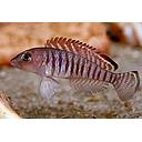 lamprologus signatus 4cm