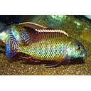 lethrinops albus kande trio 10-12cm