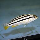 melanochromis auratus 4.5-5cm