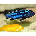melanochromis johanni 5cm