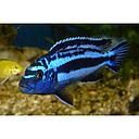 melanochromis maingano 4-5cm
