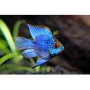 microgeophagus ramirezi electric blue balloon 3cm