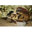 neolamprologus boulengeri 4-5cm