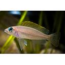 neolamprologus caudopunctatus 3.5-4