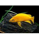 neolamprologus leleupi 2.5-2.8cm