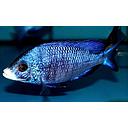 placidochromis phenochilus mdoka white lips 4cm