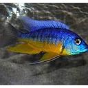 protomelas sp. spilonotus tanzania trio 10-12cm