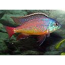 protomelas taeniolatus red empress 3-4cm