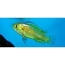 pseudocrenilabrus multicolor 4cm