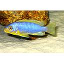 pseudotropheus aurora 6-6.5cm