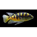 pseudotropheus crabro 4-5cm