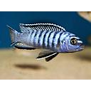 pseudotropheus elongatus 5-6cm