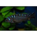 pseudotropheus elongatus neon spot 4-5cm