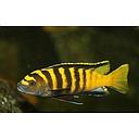 pseudotropheus flavus 3-4cm