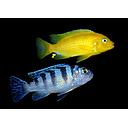 pseudotropheus lombardoi 4-4.5cm