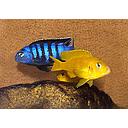 pseudotropheus saulosi 4-5cm