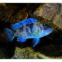 pseudotropheus zebra OB 4-5cm