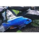 sciaenochromis fryeri iceberg trio 8-10cm