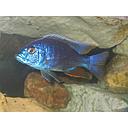 scianochromis fryeri red dorsal 4-5cm