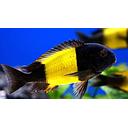tropheus ikola 3cm